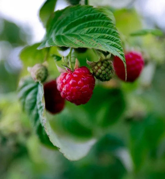 Harvesting Fresh Raspberries Farmland Hands Berries — Stock Photo, Image