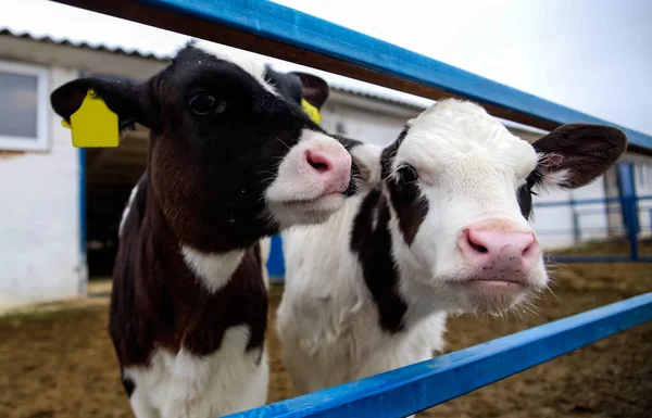 Ternera Lechería Granja Vaca Pennsylvania Holstein Lindo Bebé Animal —  Fotos de Stock