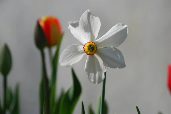 Bianco Aperto Grande Narciso Fiore — Foto Stock