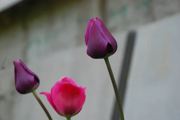 Drie Tulpen Een Grijze Achtergrond — Stockfoto