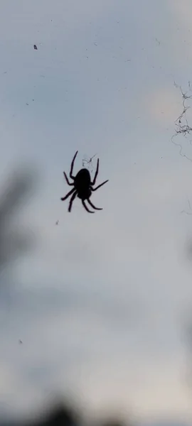 Küçük Bir Örümcek Dalların Arasında Bir Örümcek Ağını Büktü — Stok fotoğraf