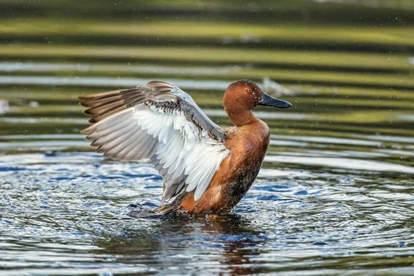 Cinnamon Teal Flaps Its Wings — Stock Photo, Image