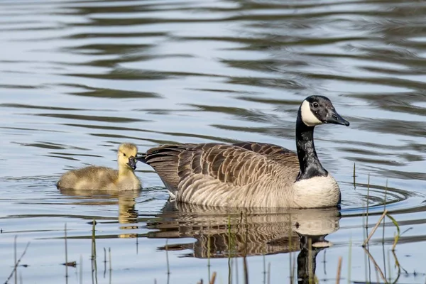 Goose Its Gosling Plaving — стоковое фото