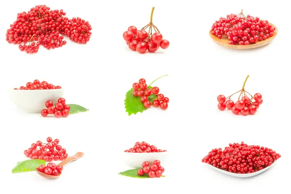 白に近いビブラムの赤い果実のセット — ストック写真