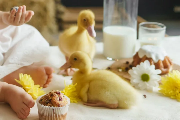 小さな女の子の横に ウズラの卵とイースターカップケーキとイースターテーブルの上にかわいいふわふわのアヒル 幸せなイースターの概念 — ストック写真