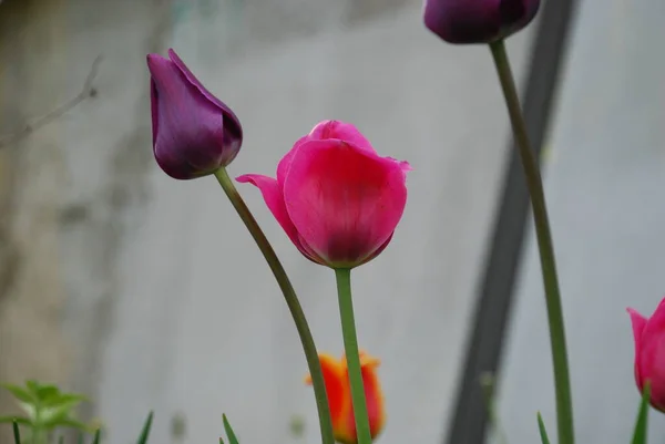 Trois Tulipes Sur Fond Gris — Photo