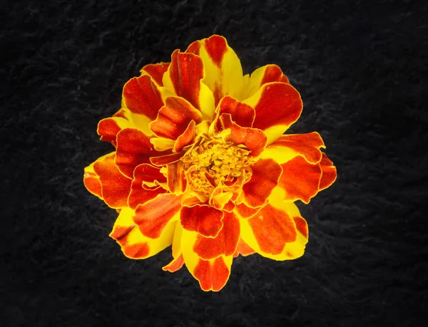 Delicate Flower Black Background Studio Shot — Stock Photo, Image