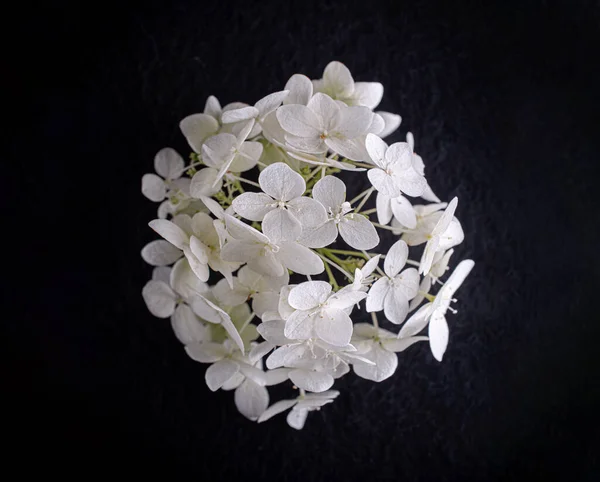 Στιγμιότυπο Από Λουλούδι Μαύρο Φόντο Φωτογραφία Στούντιο — Φωτογραφία Αρχείου