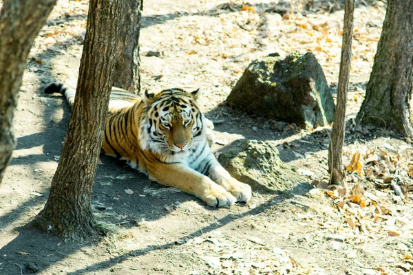 Τίγρη Ussuri Έγκειται Στο Δάσος Κοντά Στο Δικό Του Μονοπάτι — Φωτογραφία Αρχείου