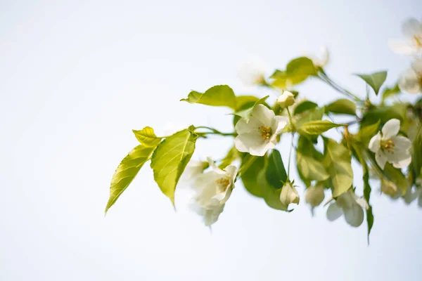 Bloemen Van Een Bloeiende Appelboom Tegen Hemel — Stockfoto