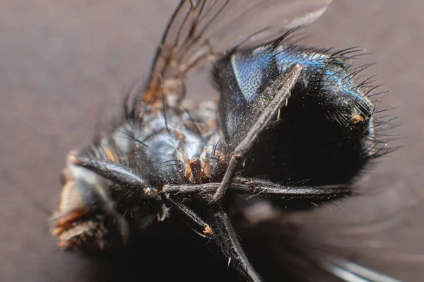 Extreme Nahaufnahme Einer Toten Fliege Die Mit Staubpartikeln Bedeckt Ist — Stockfoto