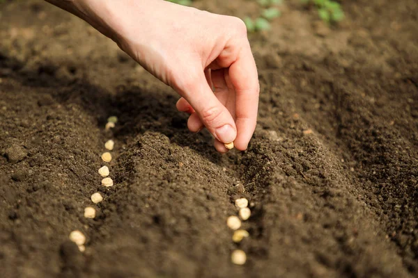 Female\'s hands plant seeds in the ground