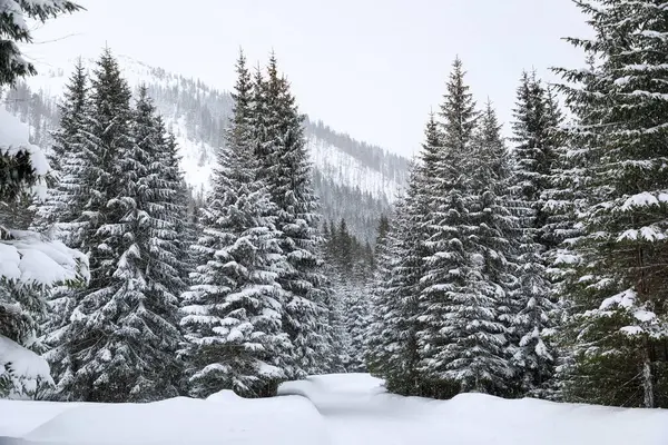 Forest Mountains Winter Landscape — Stockfoto