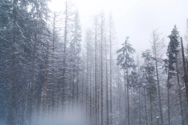 Blizzard Winter Forest — Stockfoto