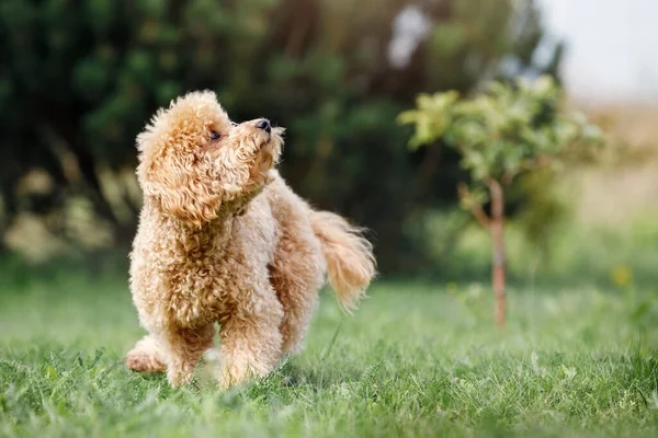 Little Puppy Peach Poodle Beautiful Green Meadow Happily Running Looks — Zdjęcie stockowe