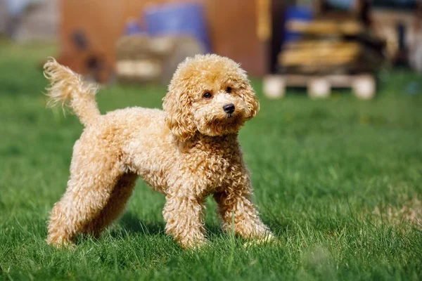 Słodki Mały Złoty Pudel Stojący Zielonym Trawniku Parku Szczęśliwy Pies — Zdjęcie stockowe