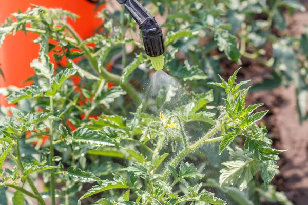 Beregening Van Tomaat Struiken Tomatenplanten Beschermen Tegen Ziekte — Stockfoto
