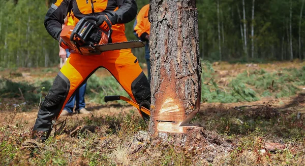 Lumberjack Saws Tree Chainsaw Cutting Area — Stockfoto