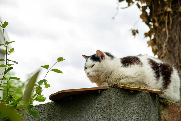 Сонная Кошка Сидит Заборе Деревне — стоковое фото