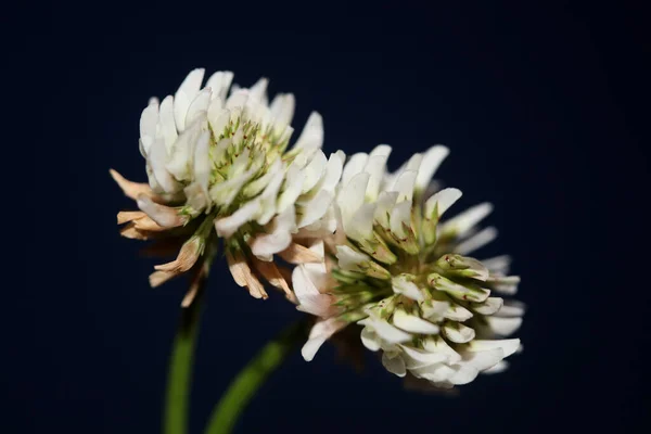 White Wild Flower Blossom Close Botanical Background Trifolium Alexandrinum Family — Photo