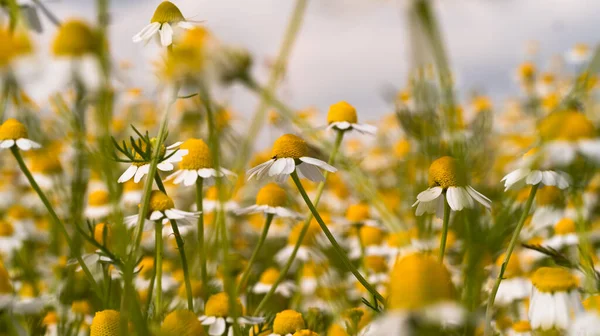 Field Chamomiles Flowers Alternative Medicine — Photo