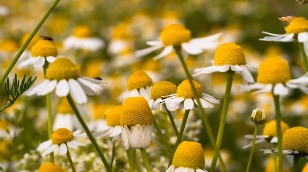 Close Chamomile Flowers Field Flowery Meadow — Stockfoto