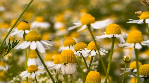 Chamomile Flowers Close Herbal Medicine — Photo