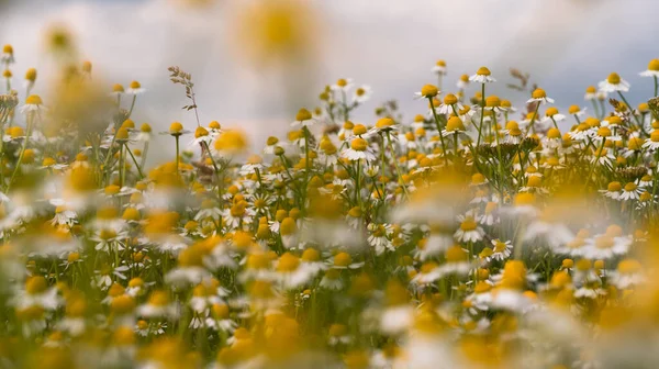 Chamomile Flowers Field Flowery Meadow — Photo
