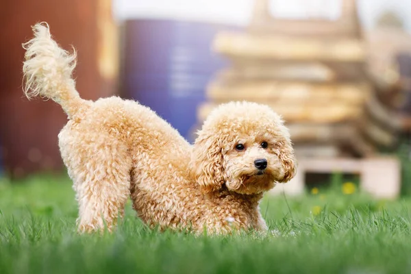Cute Little Peach Colour Poodle Playfully Playing Backyard Private House — Zdjęcie stockowe