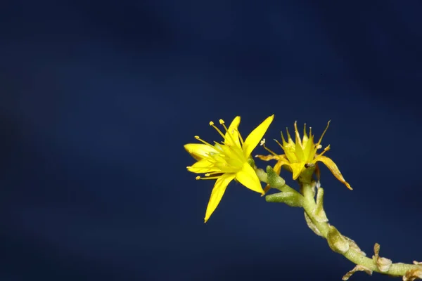 Yellow Star Flower Blossom Close Modern Botanical Background Sedum Lanceolatum — Photo