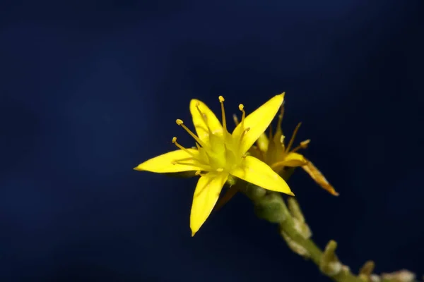 Yellow Star Flower Blossom Close Modern Botanical Background Sedum Lanceolatum — Photo