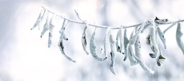 Баннер Ледяной Веткой Сухими Листьями Снегу Зимний Пейзаж Мягкий Фокус — стоковое фото