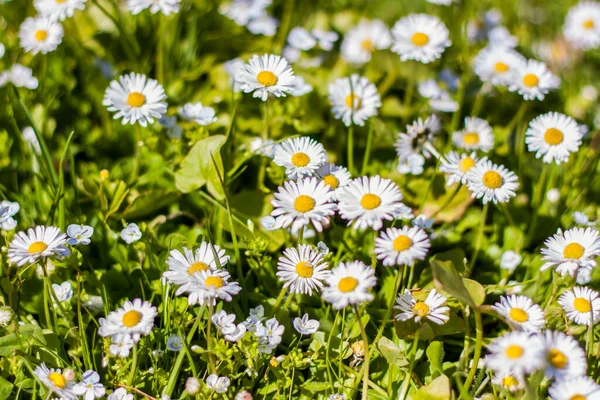 White Daisy Flowers Spread Out Carpet Sunny Clearing Spring Forest — Photo