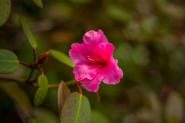 Shrub Pink Rhododendron Flowers Close Copy Space Using Natural Landscape — Foto de Stock