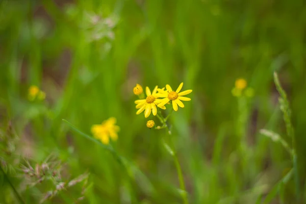 選択的にカモミールの花やカモミール植物の花に焦点を当てます 黄色い小さなデイジーの花 開けた場所に草原が広がる — ストック写真