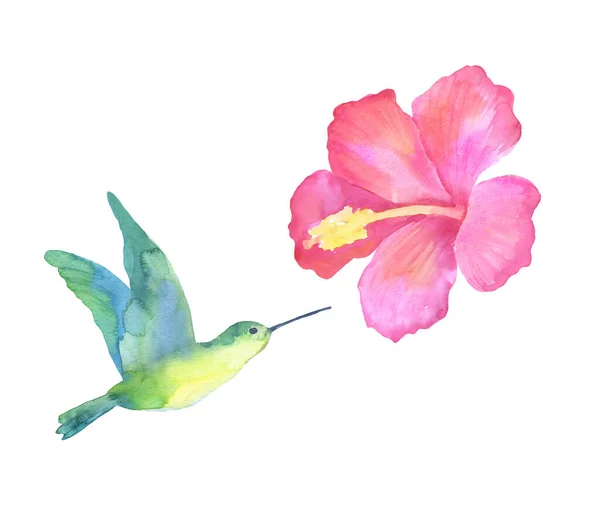 Watercolor tropical green hummingbird and flower hibiscus isolated on a white background. Hand drawn Sketch
