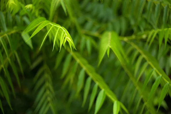 Tropical Green Leaves Fresh Blur Background — Foto de Stock