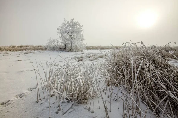 Frost Täckt Gräs Och Ett Träd Dimmig Morgon — Stockfoto