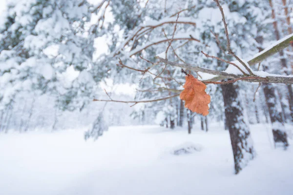 Дубовый Лист Ветке Зимой — стоковое фото