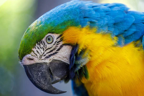 Papuga Żółto Niebieska Macaw Pantanal Brazylia — Zdjęcie stockowe