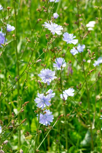 Flowering Blue Common Chicory Meadow Summertime — Stockfoto