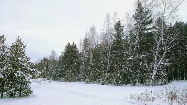 Trees Covered Snow Winter Forest White Sky — Zdjęcie stockowe