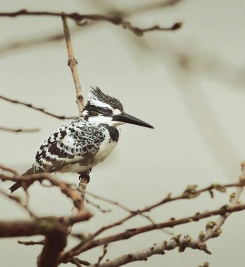Doğadaki güzel kuş