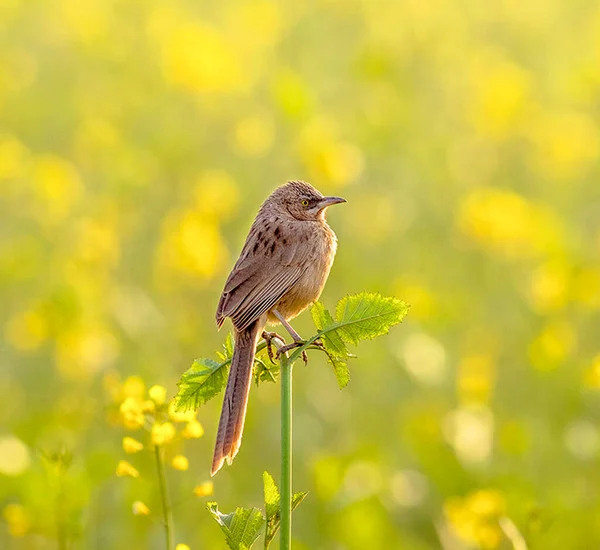 Krásný Pták Přírodním Pozadí — Stock fotografie