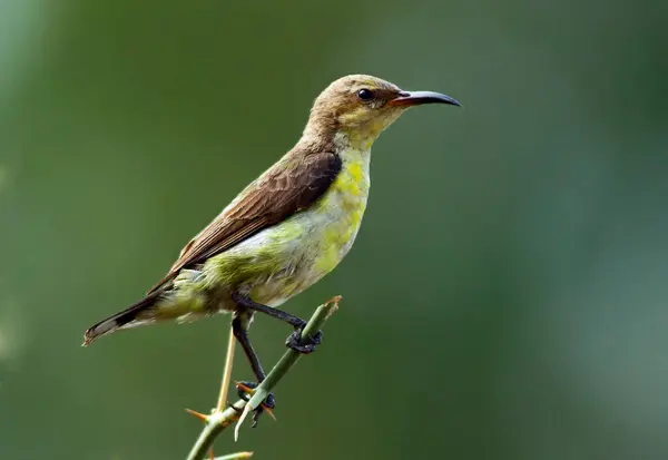 Schöner Vogel Auf Naturhintergrund — Stockfoto