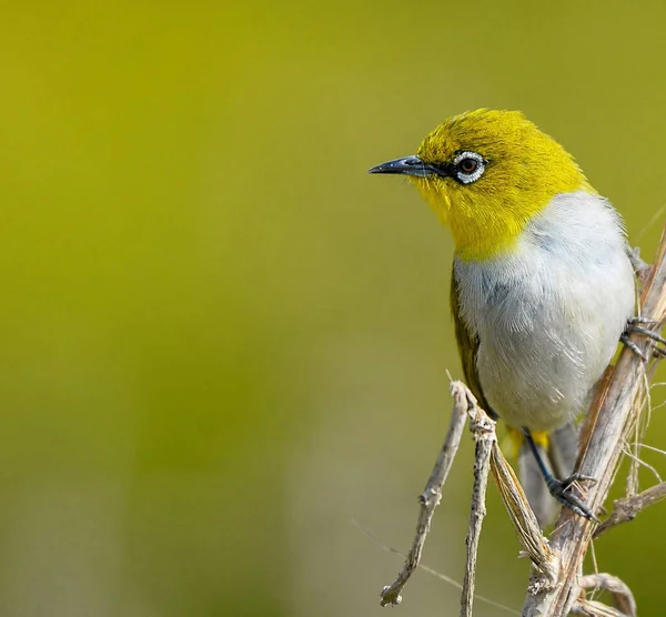 Beautiful Bird Nature Background — Stock Photo, Image