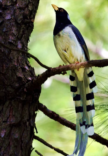 自然の中で美しい鳥が — ストック写真