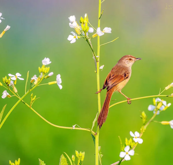 Piękny Ptak Tle Natury — Zdjęcie stockowe