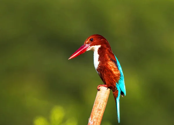 Schöner Vogel Auf Naturhintergrund — Stockfoto
