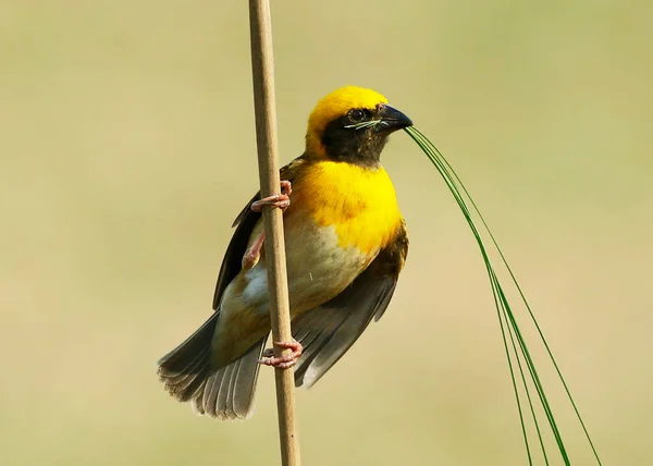 Bellissimo Uccello Sullo Sfondo Della Natura — Foto Stock